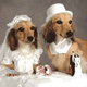 Illustration for article titled Puppy + Weddings= Bad Idea, WEtv • Indian Widow Throws Totally Bangin End-Of-Life Bash